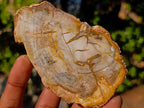 Polished Brown Podocarpus Petrified Wood Slices x 12 From Mahajanga, Madagascar - Toprock Gemstones and Minerals 
