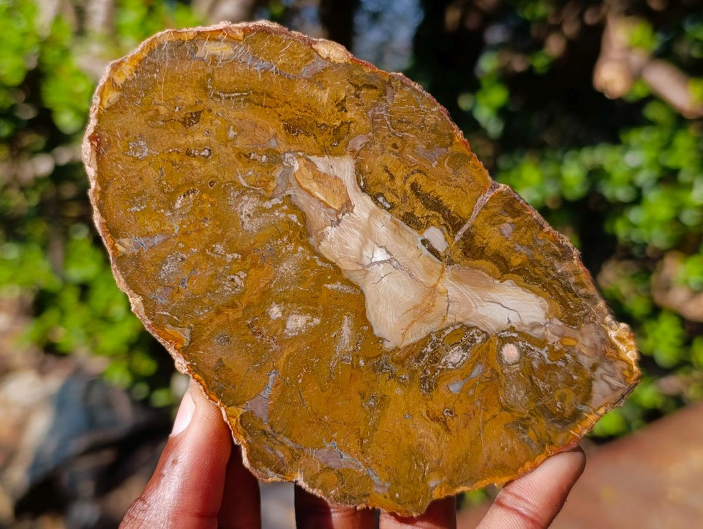 Polished Brown Podocarpus Petrified Wood Slices x 12 From Mahajanga, Madagascar - Toprock Gemstones and Minerals 