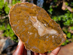 Polished Brown Podocarpus Petrified Wood Slices x 12 From Mahajanga, Madagascar - Toprock Gemstones and Minerals 