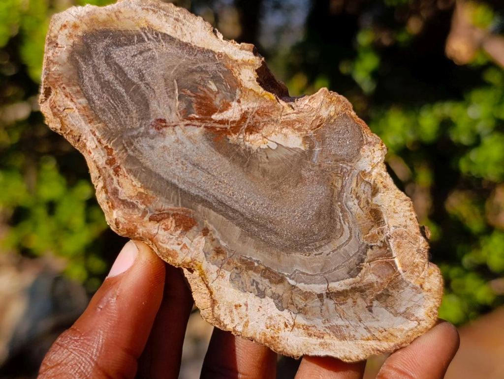 Polished Brown Podocarpus Petrified Wood Slices x 12 From Mahajanga, Madagascar - Toprock Gemstones and Minerals 