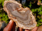 Polished Brown Podocarpus Petrified Wood Slices x 12 From Mahajanga, Madagascar - Toprock Gemstones and Minerals 