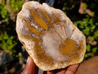 Polished Brown Podocarpus Petrified Wood Slices x 12 From Mahajanga, Madagascar - Toprock Gemstones and Minerals 