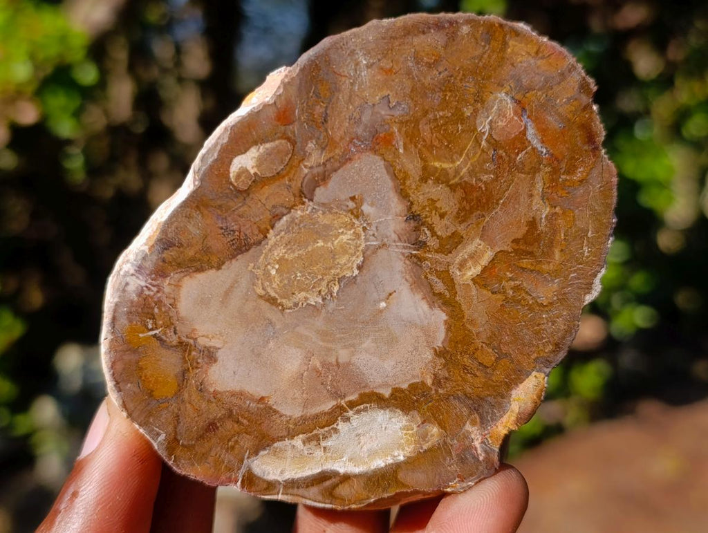 Polished Brown Podocarpus Petrified Wood Slices x 12 From Mahajanga, Madagascar - Toprock Gemstones and Minerals 