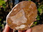 Polished Brown Podocarpus Petrified Wood Slices x 12 From Mahajanga, Madagascar - Toprock Gemstones and Minerals 