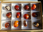 Polished Carnelian Agate Gemstone Galet Free Forms x 12 From Madagascar - Toprock Gemstones and Minerals 