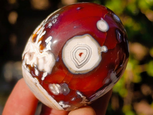 Polished Carnelian Agate Gemstone Galet Free Forms x 12 From Madagascar - Toprock Gemstones and Minerals 