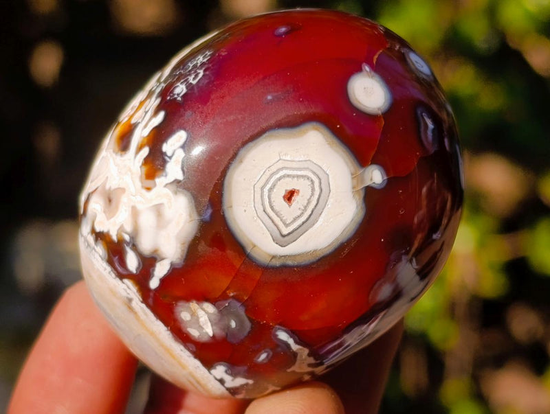Polished Carnelian Agate Gemstone Galet Free Forms x 12 From Madagascar - Toprock Gemstones and Minerals 