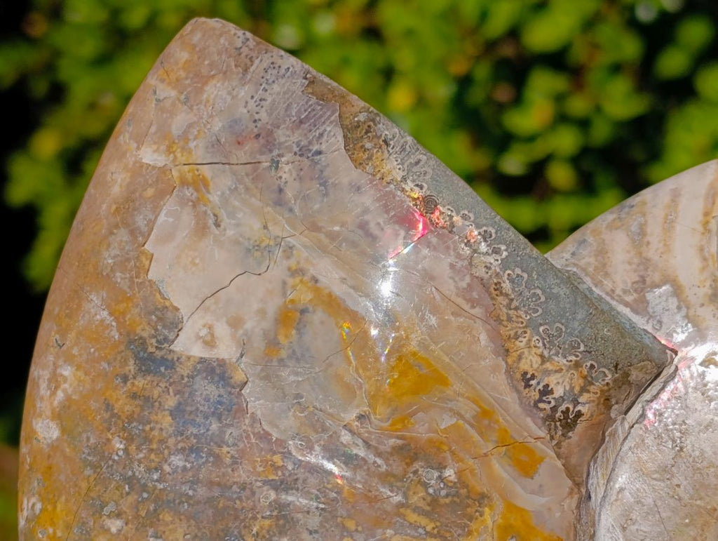 Polished Large Red Ammolite Cleoniceras Opalized Ammonite Fossil x 1 From Tulear, Madagascar - Toprock Gemstones and Minerals 