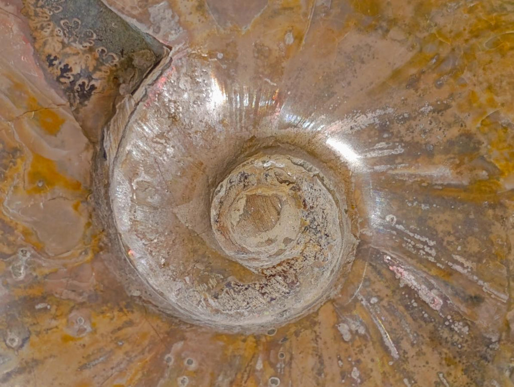 Polished Large Red Ammolite Cleoniceras Opalized Ammonite Fossil x 1 From Tulear, Madagascar - Toprock Gemstones and Minerals 