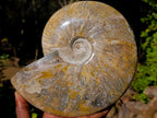 Polished Large Red Ammolite Cleoniceras Opalized Ammonite Fossil x 1 From Tulear, Madagascar - Toprock Gemstones and Minerals 