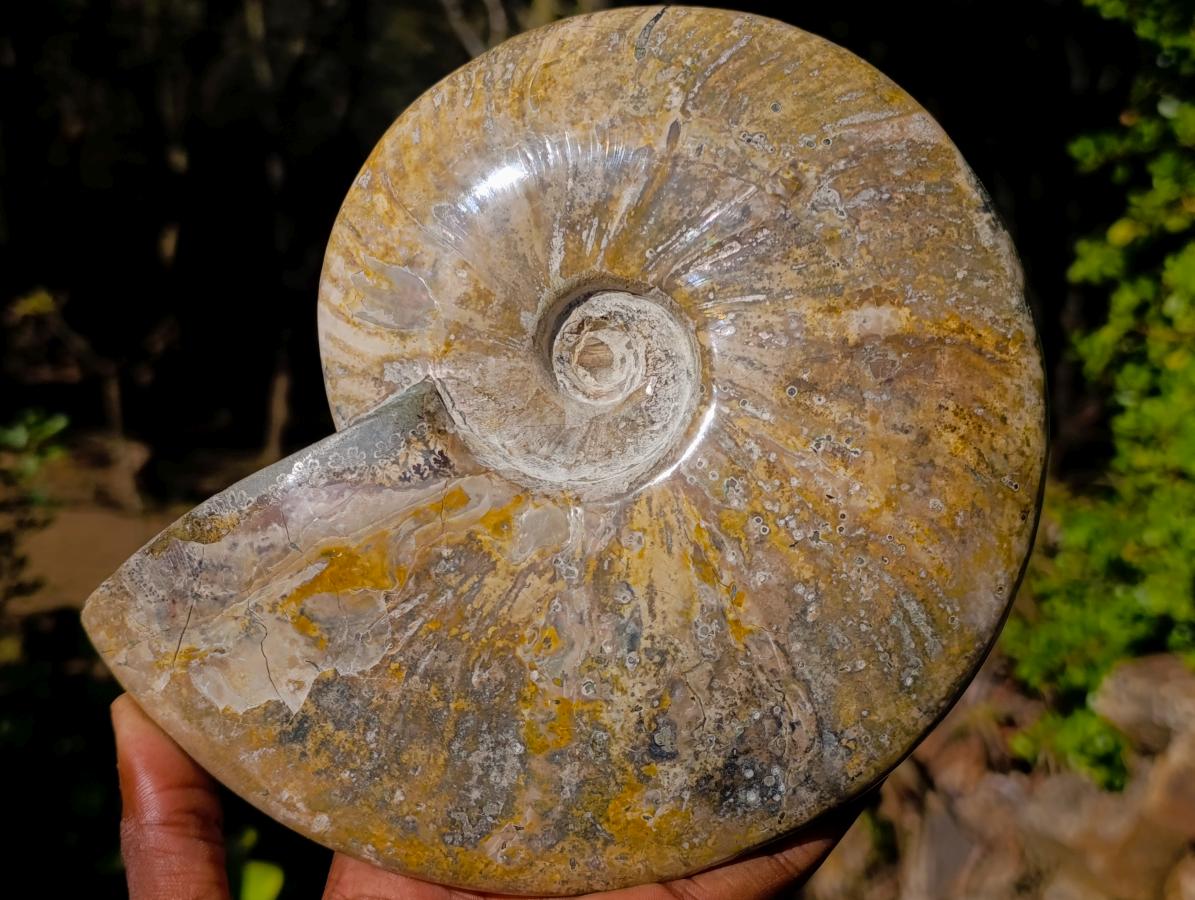 Polished Large Red Ammolite Cleoniceras Opalized Ammonite Fossil x 1 From Tulear, Madagascar - Toprock Gemstones and Minerals 