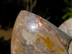 Polished Large Red Ammolite Cleoniceras Opalized Ammonite Fossil x 1 From Tulear, Madagascar - Toprock Gemstones and Minerals 