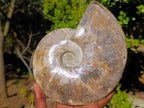 Polished Large Red Ammolite Cleoniceras Opalized Ammonite Fossil x 1 From Tulear, Madagascar - Toprock Gemstones and Minerals 