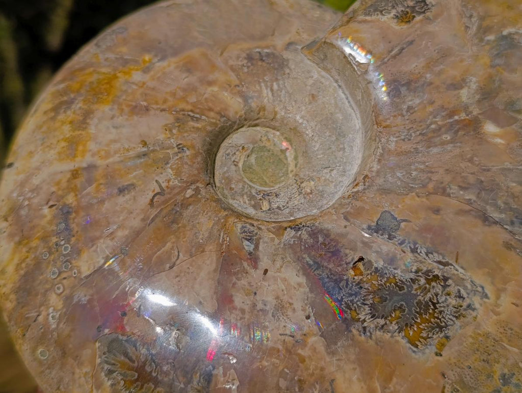 Polished Large Red Ammolite Cleoniceras Opalized Ammonite Fossil x 1 From Tulear, Madagascar - Toprock Gemstones and Minerals 