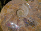 Polished Large Red Ammolite Cleoniceras Opalized Ammonite Fossil x 1 From Tulear, Madagascar - Toprock Gemstones and Minerals 
