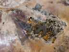 Polished Large Red Ammolite Cleoniceras Opalized Ammonite Fossil x 1 From Tulear, Madagascar - Toprock Gemstones and Minerals 