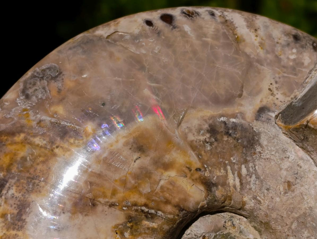 Polished Large Red Ammolite Cleoniceras Opalized Ammonite Fossil x 1 From Tulear, Madagascar - Toprock Gemstones and Minerals 