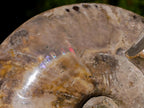 Polished Large Red Ammolite Cleoniceras Opalized Ammonite Fossil x 1 From Tulear, Madagascar - Toprock Gemstones and Minerals 