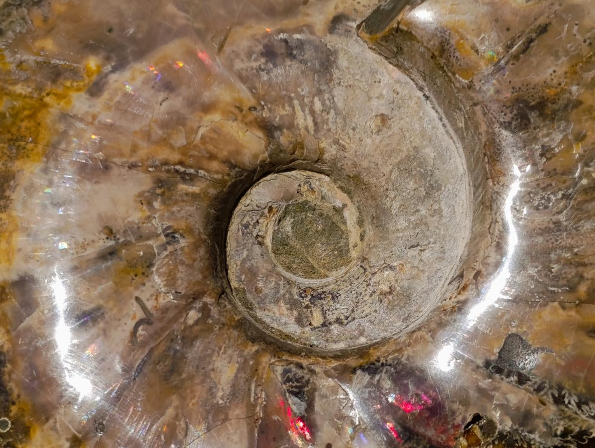 Polished Large Red Ammolite Cleoniceras Opalized Ammonite Fossil x 1 From Tulear, Madagascar - Toprock Gemstones and Minerals 
