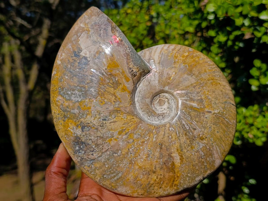 Polished Large Red Ammolite Cleoniceras Opalized Ammonite Fossil x 1 From Tulear, Madagascar - Toprock Gemstones and Minerals 