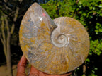 Polished Large Red Ammolite Cleoniceras Opalized Ammonite Fossil x 1 From Tulear, Madagascar - Toprock Gemstones and Minerals 