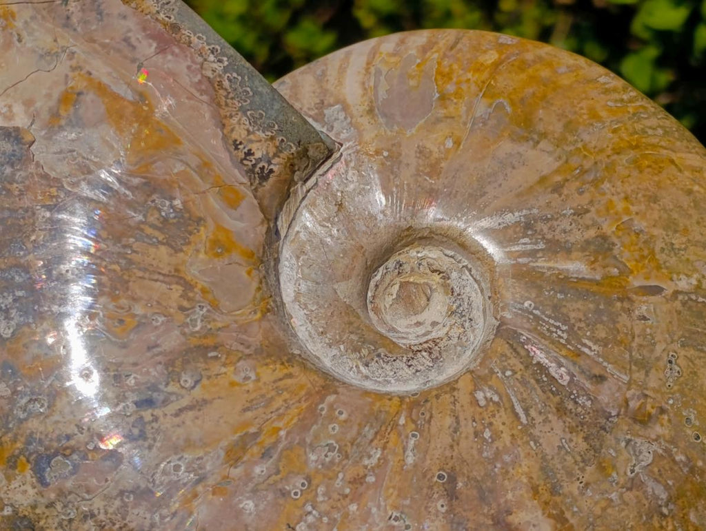 Polished Large Red Ammolite Cleoniceras Opalized Ammonite Fossil x 1 From Tulear, Madagascar - Toprock Gemstones and Minerals 