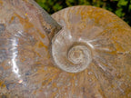 Polished Large Red Ammolite Cleoniceras Opalized Ammonite Fossil x 1 From Tulear, Madagascar - Toprock Gemstones and Minerals 