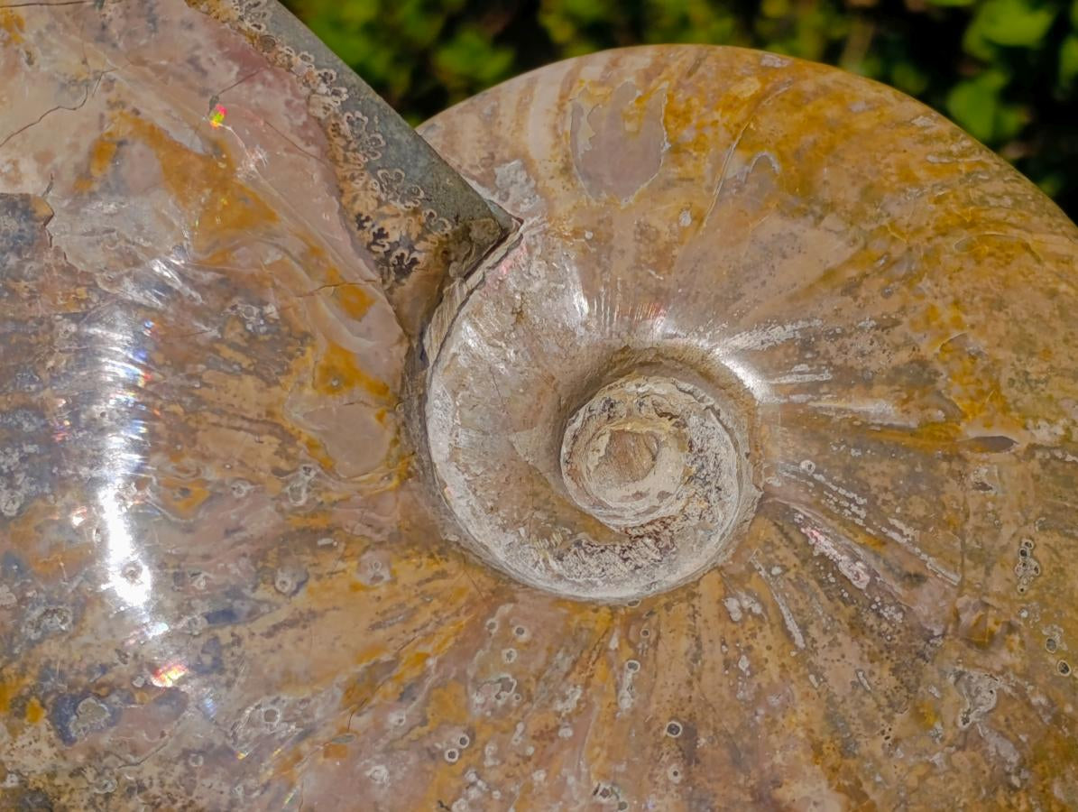 Polished Large Red Ammolite Cleoniceras Opalized Ammonite Fossil x 1 From Tulear, Madagascar - Toprock Gemstones and Minerals 