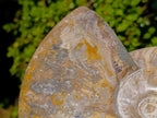 Polished Large Red Ammolite Cleoniceras Opalized Ammonite Fossil x 1 From Tulear, Madagascar - Toprock Gemstones and Minerals 