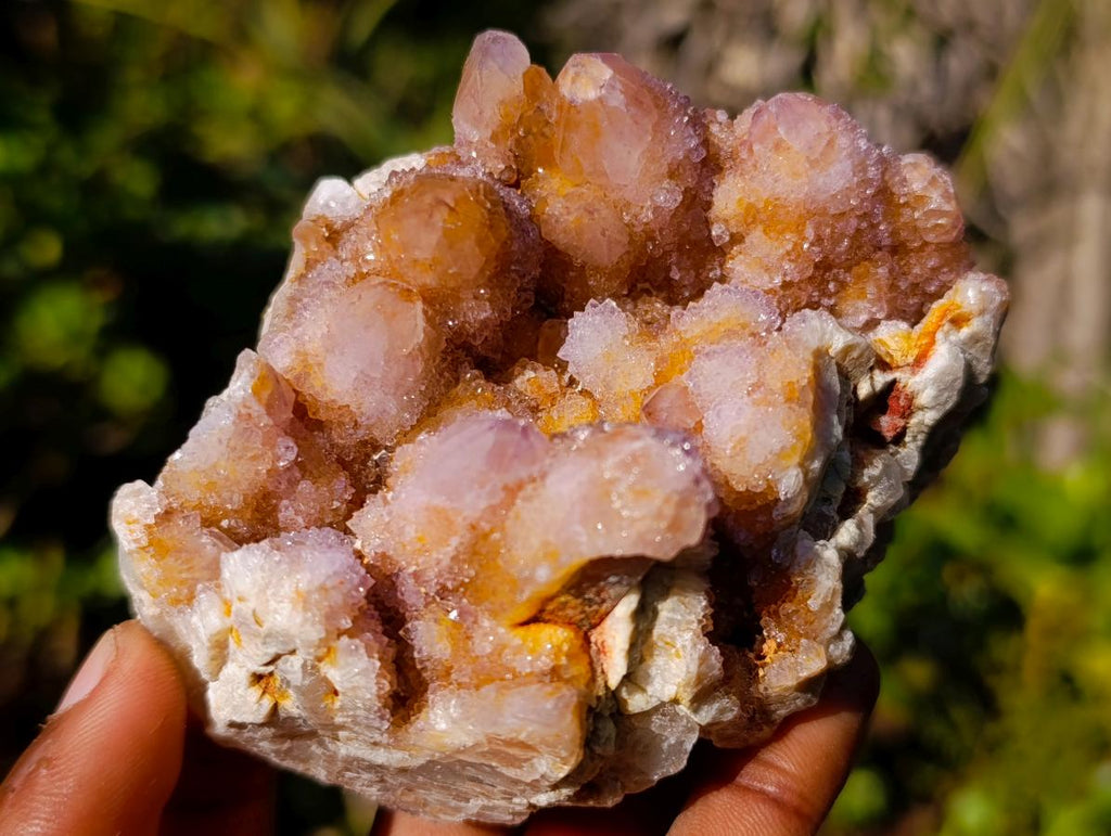 Natural Spirit Amethyst and Spirit Ametrine Clusters x 6 From Boekenhouthoek, South Africa - Toprock Gemstones and Minerals 