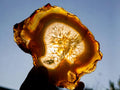 Polished Banded Agate Slices with Natural Edging x 7 From Madagascar - Toprock Gemstones and Minerals 