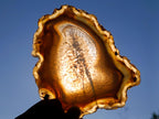 Polished Banded Agate Slices with Natural Edging x 7 From Madagascar - Toprock Gemstones and Minerals 