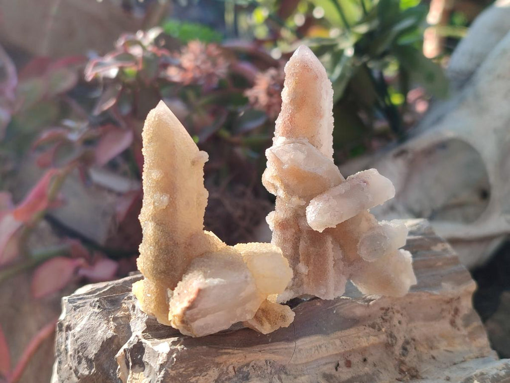 Natural Drusy Fairy Spirit Quartz Crystals x 35 From Boekenhouthoek, South Africa - Toprock Gemstones and Minerals 