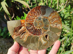 Polished Cleoniceras and Calliphylloceras Ammonite Fossils Pairs x 2 From Tulear, Madagascar - Toprock Gemstones and Minerals 