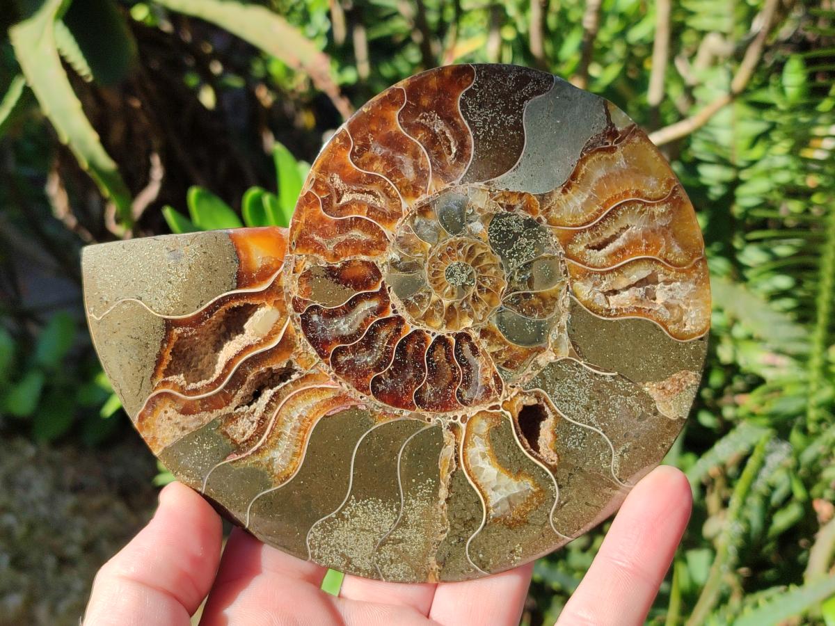 Polished Cleoniceras and Calliphylloceras Ammonite Fossils Pairs x 2 From Tulear, Madagascar - Toprock Gemstones and Minerals 