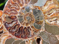 Polished Cleoniceras and Calliphylloceras Ammonite Fossils Pairs x 2 From Tulear, Madagascar - Toprock Gemstones and Minerals 