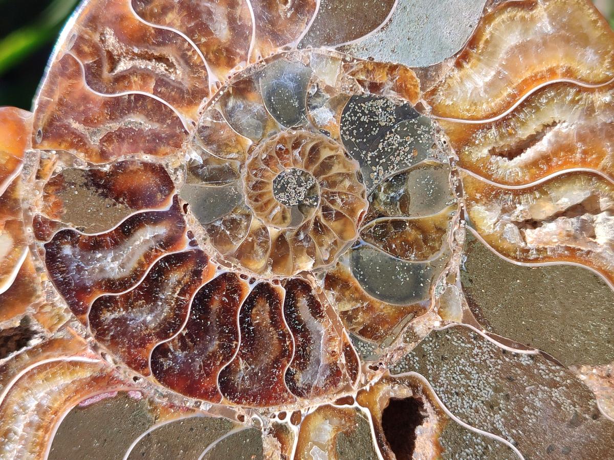 Polished Cleoniceras and Calliphylloceras Ammonite Fossils Pairs x 2 From Tulear, Madagascar - Toprock Gemstones and Minerals 