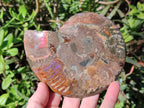 Polished Cleoniceras and Calliphylloceras Ammonite Fossils Pairs x 2 From Tulear, Madagascar - Toprock Gemstones and Minerals 