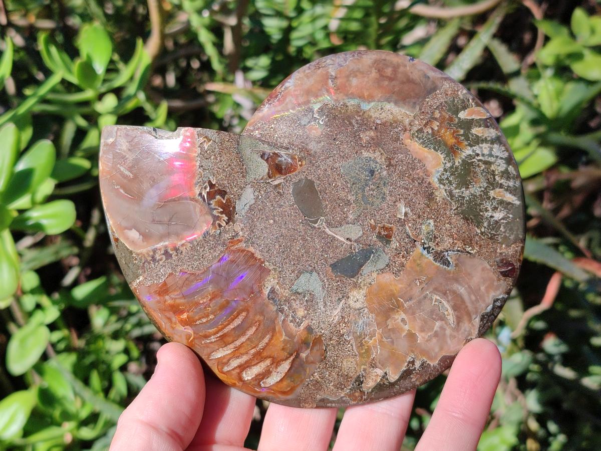 Polished Cleoniceras and Calliphylloceras Ammonite Fossils Pairs x 2 From Tulear, Madagascar - Toprock Gemstones and Minerals 