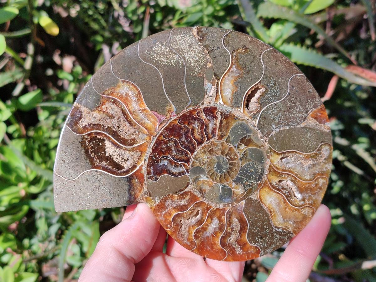 Polished Cleoniceras and Calliphylloceras Ammonite Fossils Pairs x 2 From Tulear, Madagascar - Toprock Gemstones and Minerals 