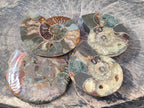 Polished Cleoniceras and Calliphylloceras Ammonite Fossils Pairs x 2 From Tulear, Madagascar - Toprock Gemstones and Minerals 