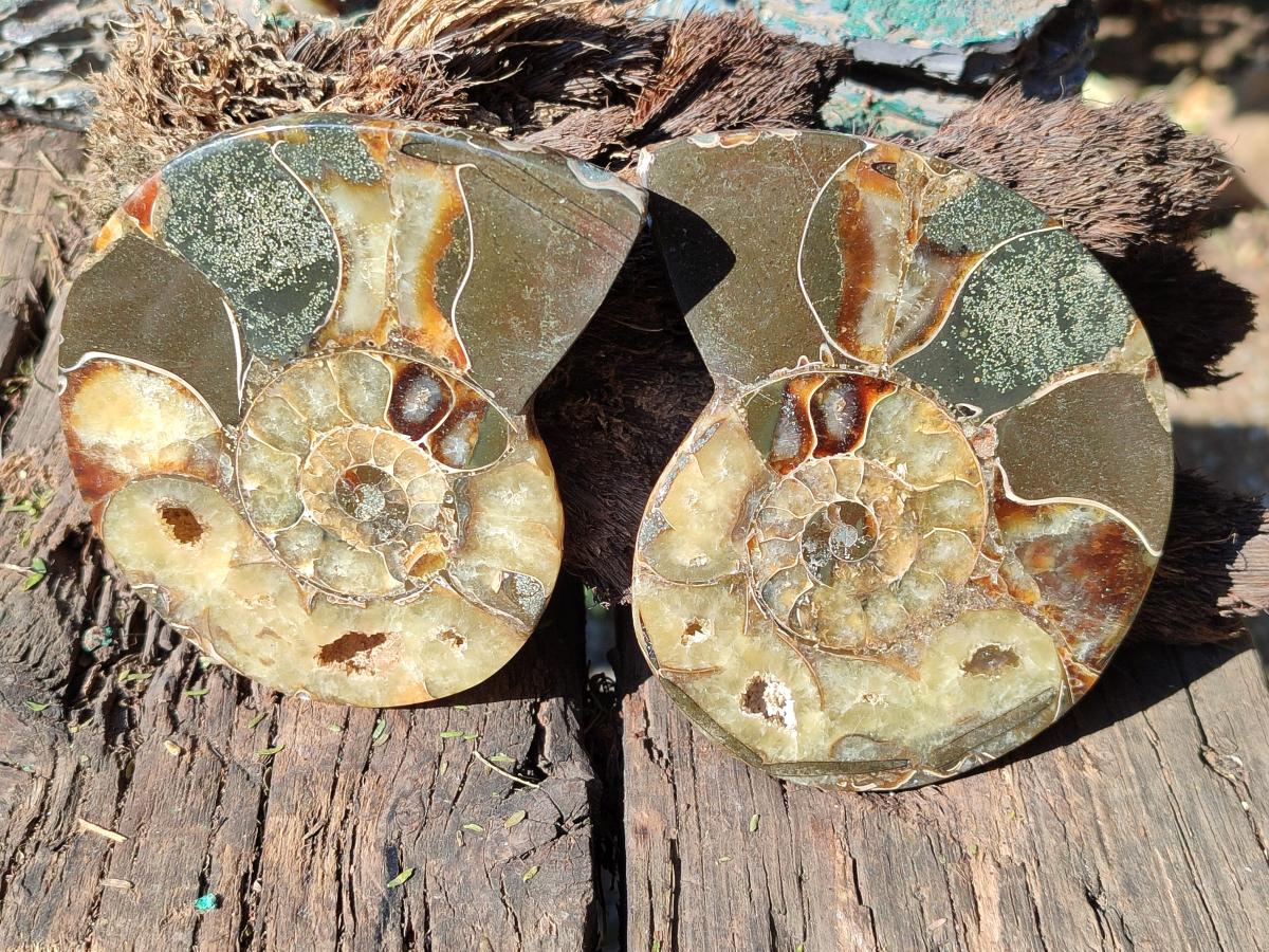 Polished Cleoniceras and Calliphylloceras Ammonite Fossils Pairs x 2 From Tulear, Madagascar - Toprock Gemstones and Minerals 