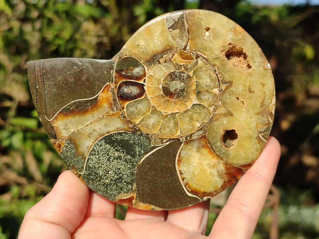 Polished Cleoniceras and Calliphylloceras Ammonite Fossils Pairs x 2 From Tulear, Madagascar - Toprock Gemstones and Minerals 