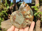 Polished Cleoniceras and Calliphylloceras Ammonite Fossils Pairs x 2 From Tulear, Madagascar - Toprock Gemstones and Minerals 