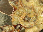 Polished Cleoniceras and Calliphylloceras Ammonite Fossils Pairs x 2 From Tulear, Madagascar - Toprock Gemstones and Minerals 
