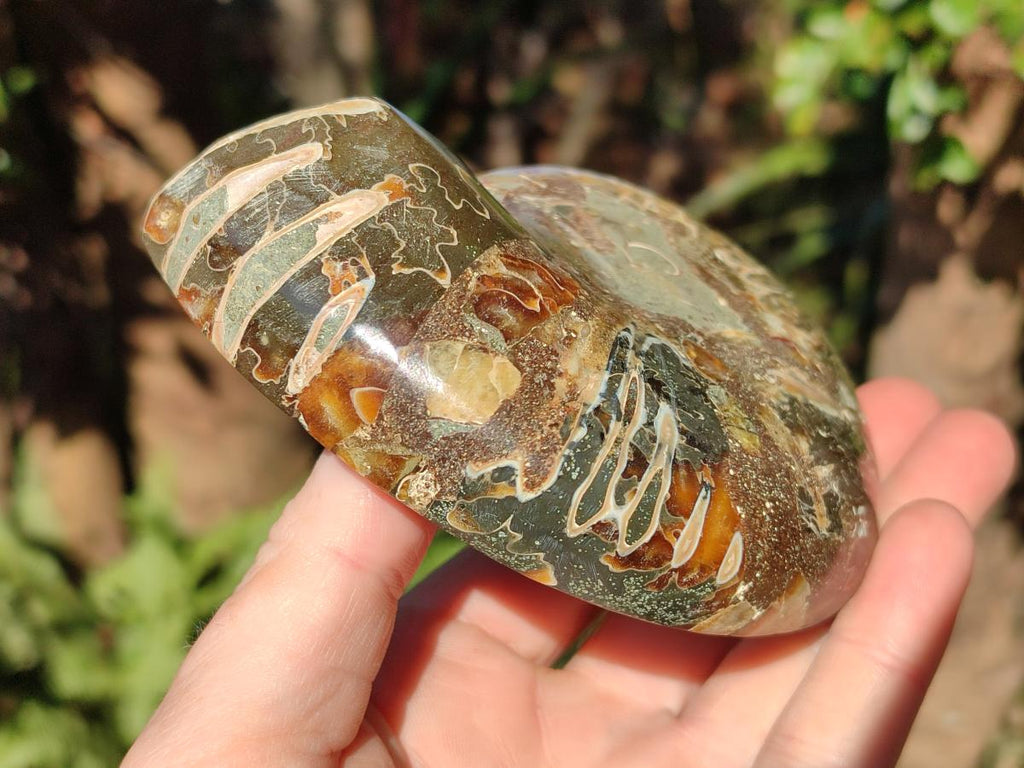 Polished Cleoniceras and Calliphylloceras Ammonite Fossils Pairs x 2 From Tulear, Madagascar - Toprock Gemstones and Minerals 