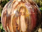 Polished Large Red Podocarpus Petrified Wood Sphere x 1 From Mahajanga, Madagascar - Toprock Gemstones and Minerals 