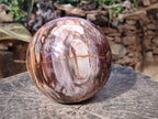 Polished Large Red Podocarpus Petrified Wood Sphere x 1 From Mahajanga, Madagascar - Toprock Gemstones and Minerals 