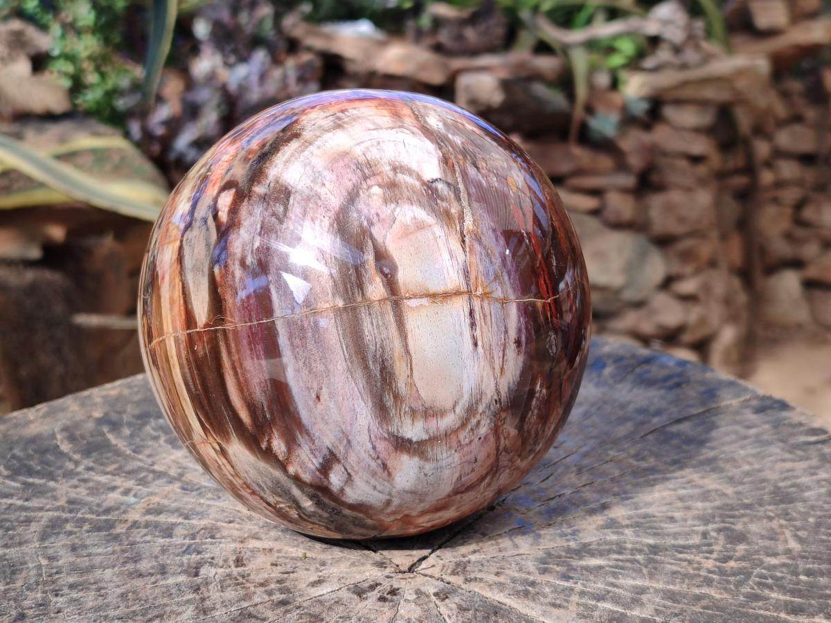 Polished Large Red Podocarpus Petrified Wood Sphere x 1 From Mahajanga, Madagascar - Toprock Gemstones and Minerals 