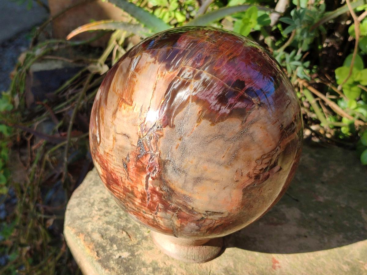 Polished Large Red Podocarpus Petrified Wood Sphere x 1 From Mahajanga, Madagascar - Toprock Gemstones and Minerals 